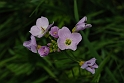 Crucifers